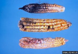 Corn Rot